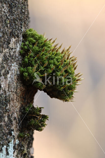 Bruch's Pincushion (Ulota bruchii)