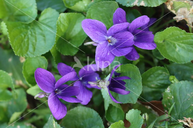 Sweet Violet (Viola odorata)