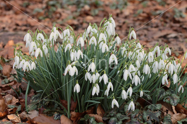 Common Snowdrop (Galanthus nivalis)