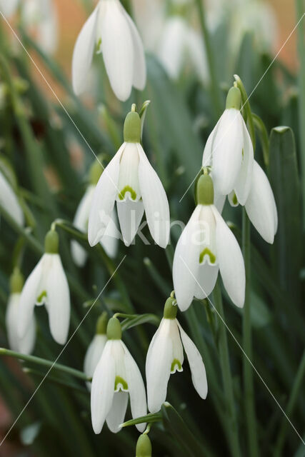 Common Snowdrop (Galanthus nivalis)