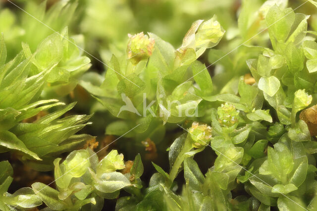 Pellucid Four-tooth Moss (Tetraphis pellucida)