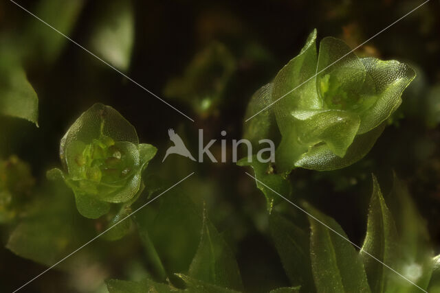 Pellucid Four-tooth Moss (Tetraphis pellucida)