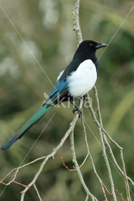 Black-billed Magpie (Pica pica)