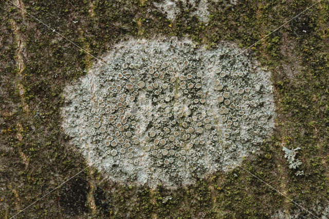 Witte schotelkorst (Lecanora chlarotera)
