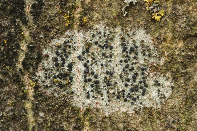 Disk lichen (Lecidella elaeochroma)