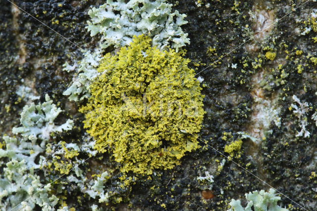 Candleflame lichen (Candelaria concolor)