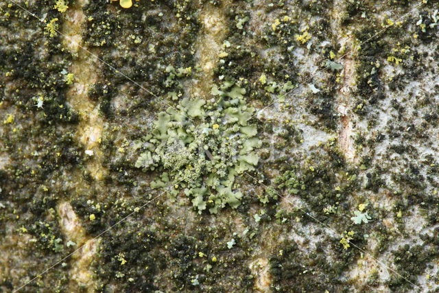 Hyperphyscia adglutinata