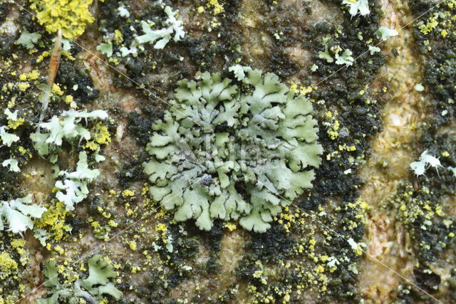 Mealy shadow lichen (Phaeophyscia orbicularis)