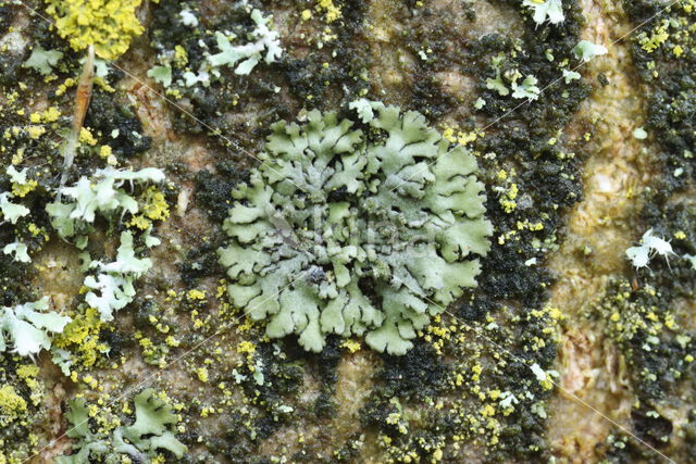 Rond schaduwmos (Phaeophyscia orbicularis)