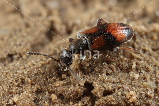 Bloemensnoerhalskever (Anthicus antherinus)