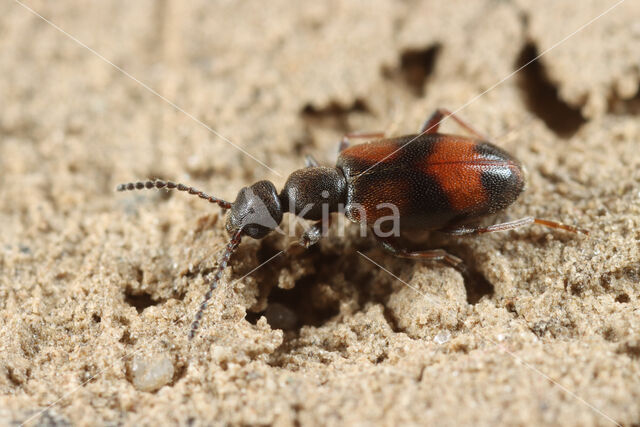 Bloemensnoerhalskever (Anthicus antherinus)