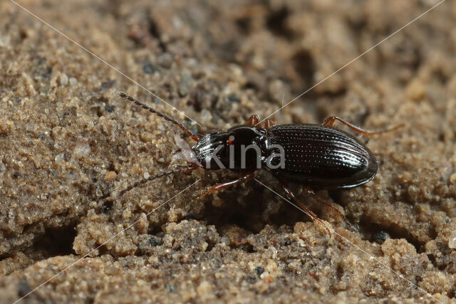 Bembidion gilvipes