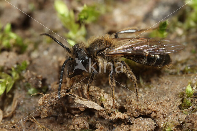 Trimmers Mining Bee (Andrena trimmerana)