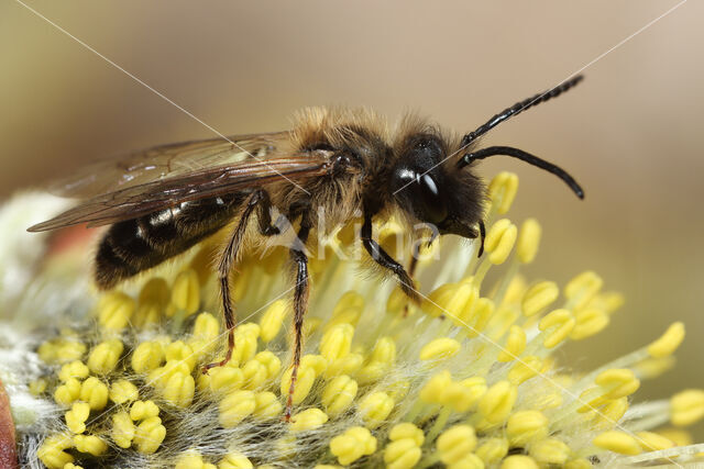 Trimmers Mining Bee (Andrena trimmerana)