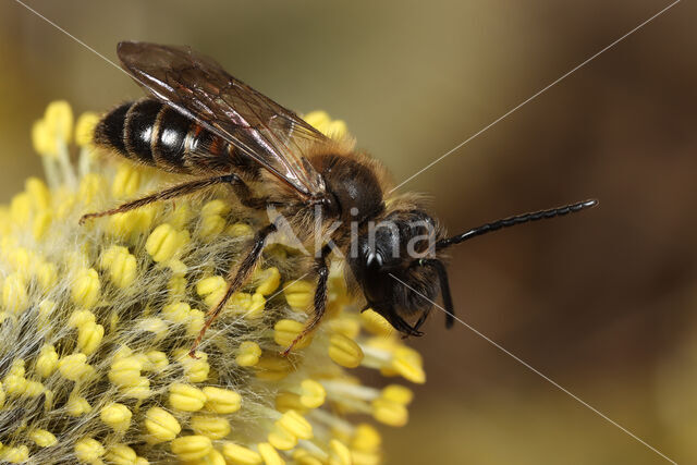Trimmers Mining Bee (Andrena trimmerana)
