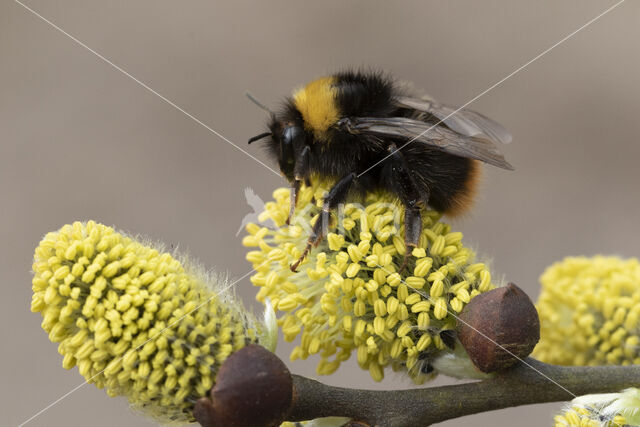 Weidehommel (Bombus pratorum)