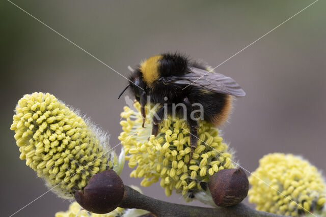 Early bumblebee (Bombus pratorum)