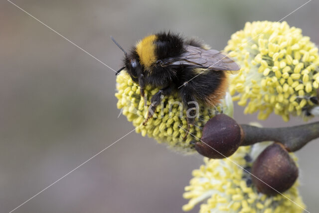 Early bumblebee (Bombus pratorum)