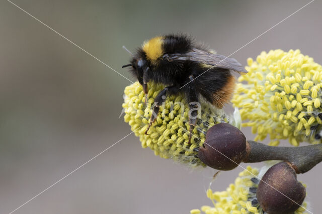 Weidehommel (Bombus pratorum)