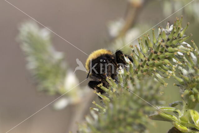 heath bumblebee (Bombus jonellus)