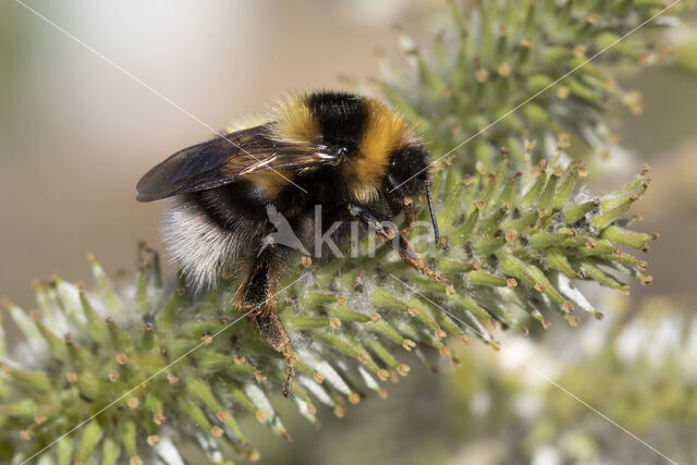 heath bumblebee (Bombus jonellus)