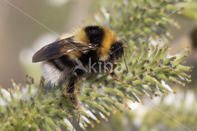 heath bumblebee (Bombus jonellus)