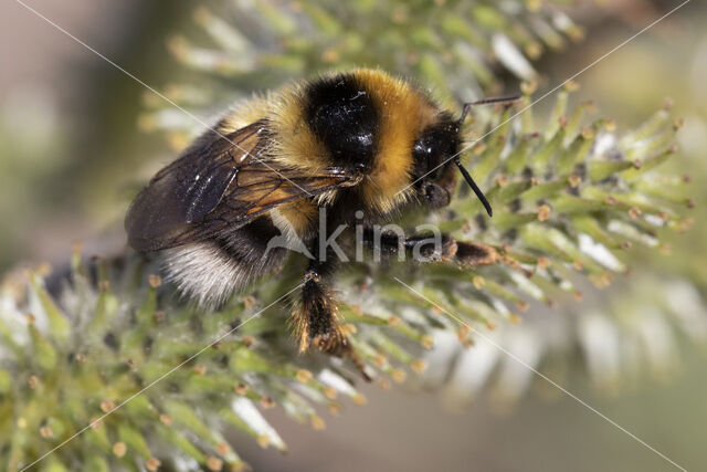 heath bumblebee (Bombus jonellus)