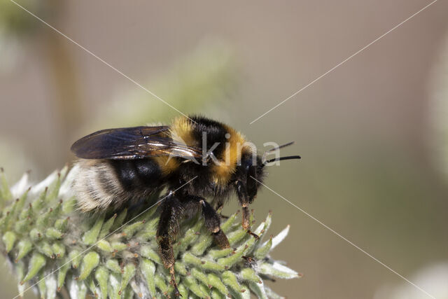 heath bumblebee (Bombus jonellus)