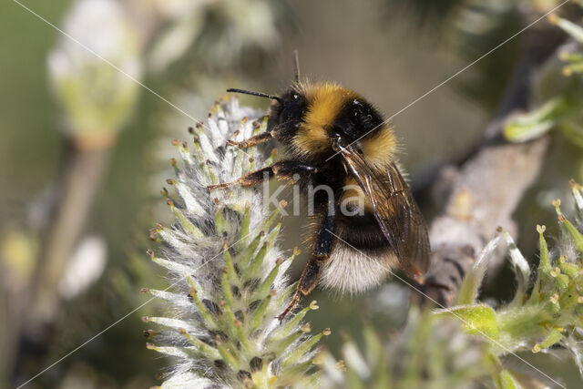 Veenhommel (Bombus jonellus)