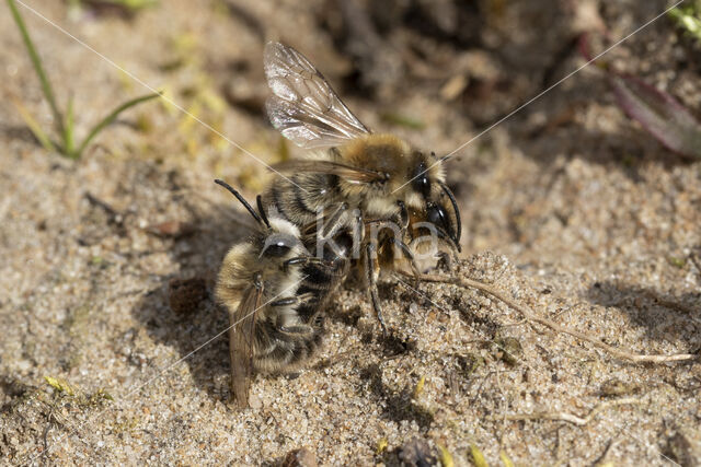 Grote zijdebij (Colletes cunicularius)