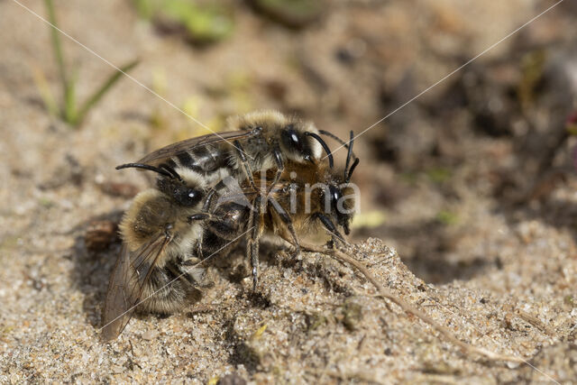 The Vernal Colletes (Colletes cunicularius)
