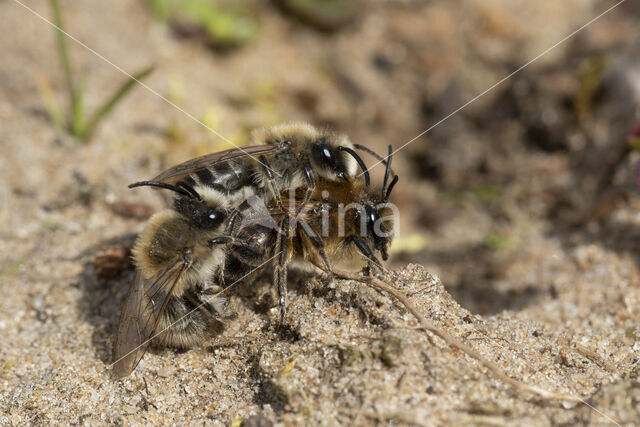 Grote zijdebij (Colletes cunicularius)