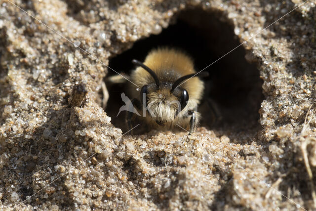 The Vernal Colletes (Colletes cunicularius)