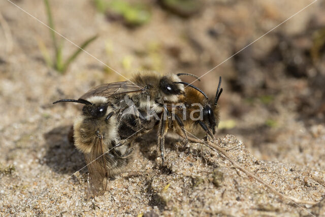 Grote zijdebij (Colletes cunicularius)