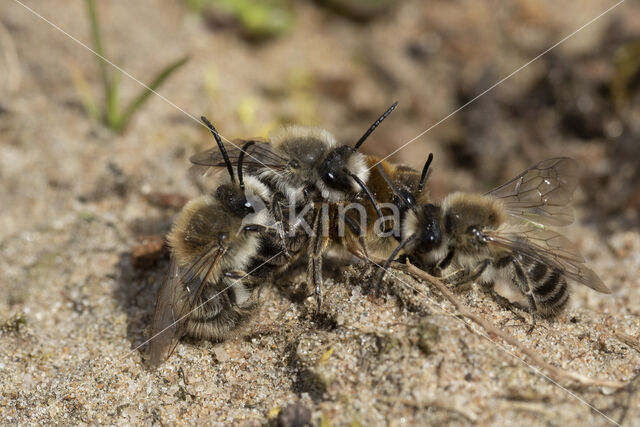 Grote zijdebij (Colletes cunicularius)