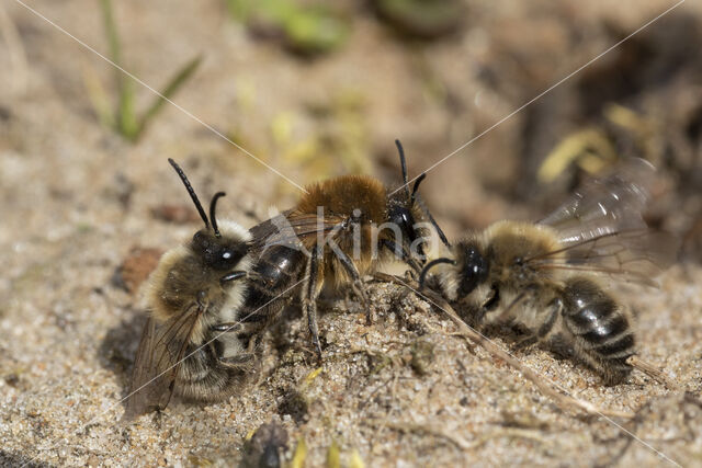 Grote zijdebij (Colletes cunicularius)