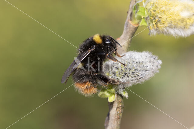 Early bumblebee (Bombus pratorum)