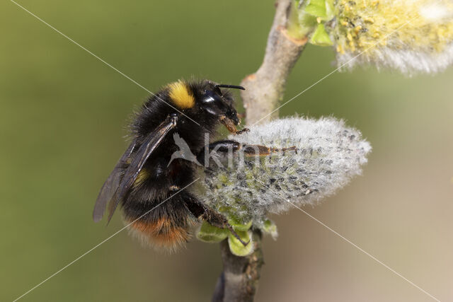 Early bumblebee (Bombus pratorum)