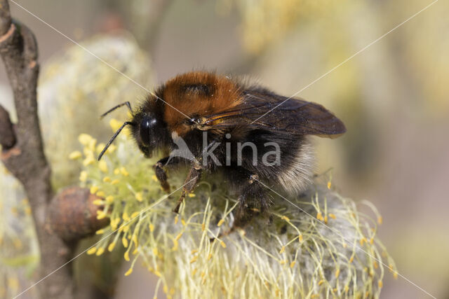 Boomhommel (Bombus hypnorum)