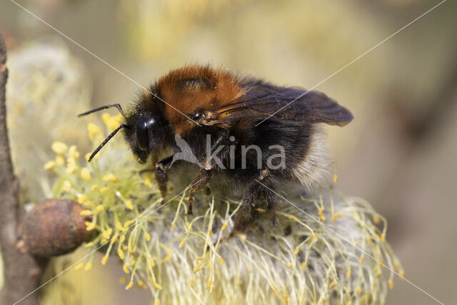 Boomhommel (Bombus hypnorum)