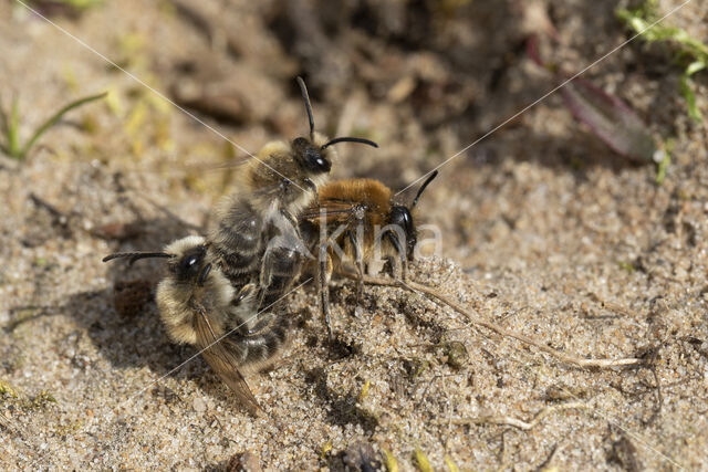 The Vernal Colletes (Colletes cunicularius)