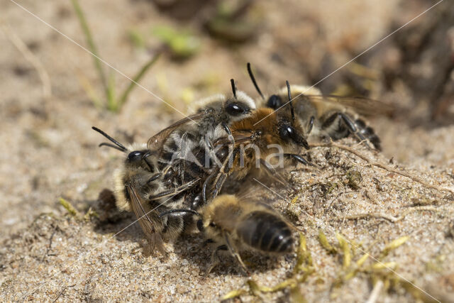 The Vernal Colletes (Colletes cunicularius)