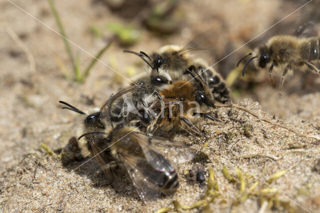 Grote zijdebij (Colletes cunicularius)