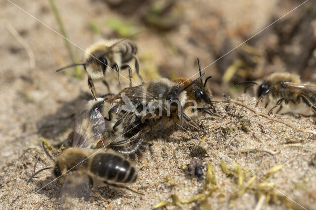 The Vernal Colletes (Colletes cunicularius)