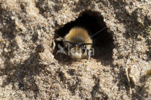 Grote zijdebij (Colletes cunicularius)