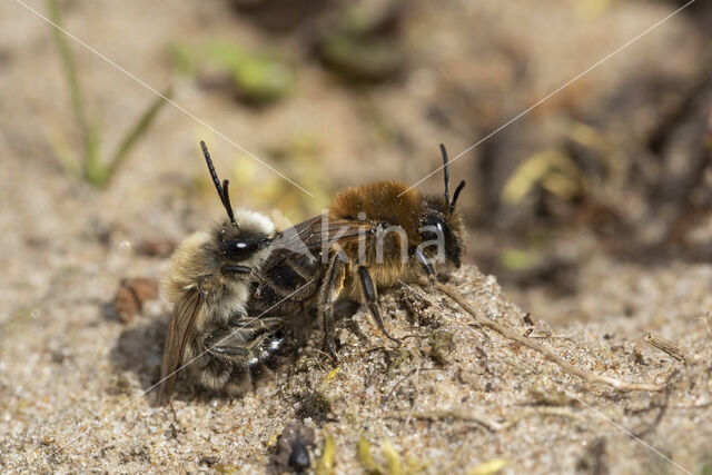 The Vernal Colletes (Colletes cunicularius)