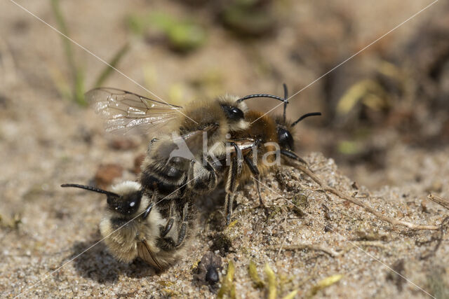 The Vernal Colletes (Colletes cunicularius)