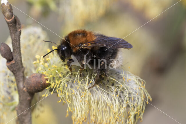 Boomhommel (Bombus hypnorum)