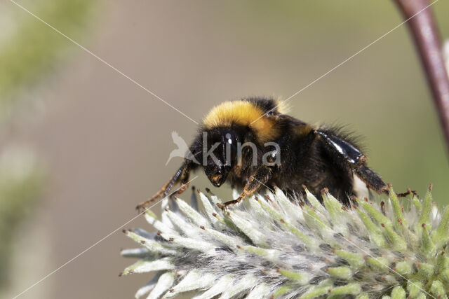 Veenhommel (Bombus jonellus)