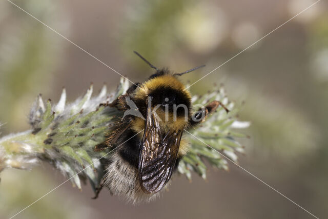 heath bumblebee (Bombus jonellus)